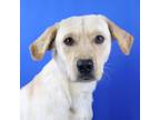 Adopt Lucky Luke 072702S a Yellow Labrador Retriever