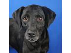 Adopt Skelly Bunny- 052308S a Labrador Retriever