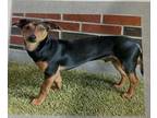 Adopt Stretch a Dachshund, Miniature Pinscher