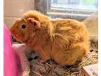 Adopt Benji a Guinea Pig