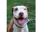 Adopt Ollie a Mixed Breed