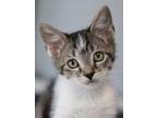 Adopt Indy a Domestic Short Hair