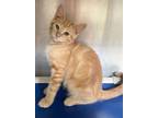 Adopt Blaze a Domestic Medium Hair