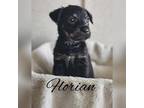 Adopt Florian a Jack Russell Terrier