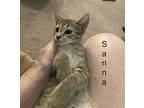 Sarina (24-540), Domestic Mediumhair For Adoption In Seven Valleys, Pennsylvania