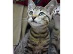 Donut, Domestic Shorthair For Adoption In Williamsburg, Virginia