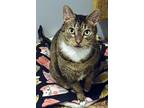 Kimmy, Domestic Shorthair For Adoption In Lincoln, Nebraska