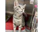 Sugar, Domestic Shorthair For Adoption In Beacon, New York