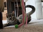 Tasia - Affectionate, Domestic Shorthair For Adoption In Spring Grove, Illinois