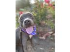 Boolee, American Staffordshire Terrier For Adoption In Julian, California