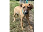 Adopt Saluki a Greyhound, Mixed Breed