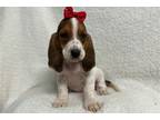 Basset Hound Puppy for sale in Springfield, MO, USA