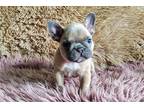 French Bulldog Puppy for sale in Fort Worth, TX, USA