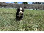 Bernese Mountain Dog Puppy for sale in Lexington, KY, USA