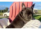 French Bulldog Puppy for sale in Port Huron, MI, USA