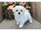 Maltese Puppy for sale in South Bend, IN, USA