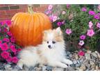 Pomeranian Puppy for sale in Fort Wayne, IN, USA