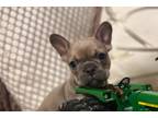 French Bulldog Puppy for sale in Phoenix, AZ, USA