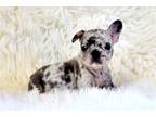 French Bulldog Puppy for sale in Springfield, MO, USA