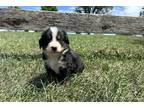 Bernese Mountain Dog Puppy for sale in Lexington, KY, USA