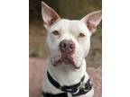 Adopt Rose a Pit Bull Terrier