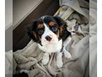 Cavalier King Charles Spaniel PUPPY FOR SALE ADN-815884 - AKC James