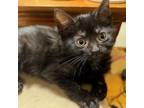 Adopt Meatball a Domestic Short Hair