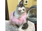 Adopt Callie a Domestic Short Hair