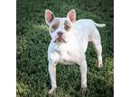 Adopt Iris a Pit Bull Terrier, Mixed Breed