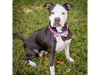 Adopt Eevee a Pit Bull Terrier, Mixed Breed