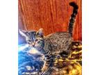 Adopt Waverly a Domestic Short Hair, Tabby