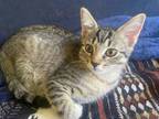 Adopt Gemini a Domestic Short Hair, Tabby