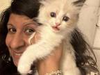 Purebred Female Bicolor Seal Point Ragdoll Kitten