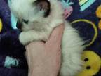 Ragdoll Kittens Now Ready For Reservation