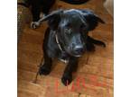 Adopt Luna a Labrador Retriever, German Shepherd Dog