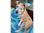 Tater Tot, American Pit Bull Terrier For Adoption In Plymouth, Minnesota