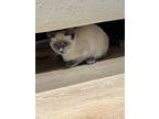 Jaye, Siamese For Adoption In Hollister, California