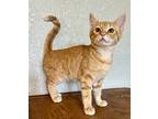 Little Mo, Domestic Shorthair For Adoption In Austin, Texas