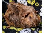 Venom, Guinea Pig For Adoption In Gary, Indiana