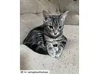 Jaclyn, American Shorthair For Adoption In Westwood, New Jersey