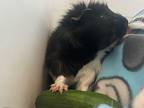 Madonna, Guinea Pig For Adoption In St Paul, Minnesota