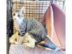 Padma, Domestic Shorthair For Adoption In Sprakers, New York