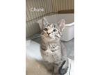 Chunk, Domestic Shorthair For Adoption In St. James, Minnesota