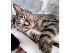 Wonder Woman, Domestic Shorthair For Adoption In Ft. Lauderdale, Florida