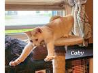 Coby, Domestic Shorthair For Adoption In Lenhartsville, Pennsylvania