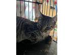 Ace, Domestic Shorthair For Adoption In Wilmington, North Carolina