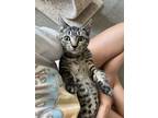 Adopt Scarlett a Domestic Short Hair