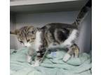 Adopt Lilo a Domestic Short Hair