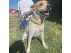 Adopt Sweetie a Cattle Dog, Labrador Retriever