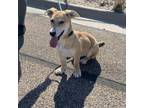 Adopt Zuzu a German Shepherd Dog